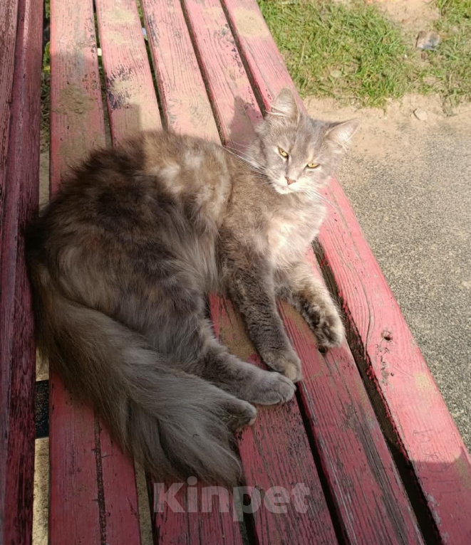 Кошки в других городах Московской области: Кошка Девочка, Бесплатно - фото 1