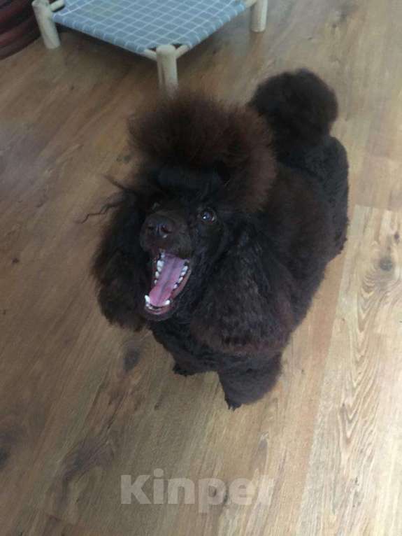 Собаки в Воронеже: Вязка с  коричневым миниатюрным (29см) пуделем Мальчик, 20 000 руб. - фото 5