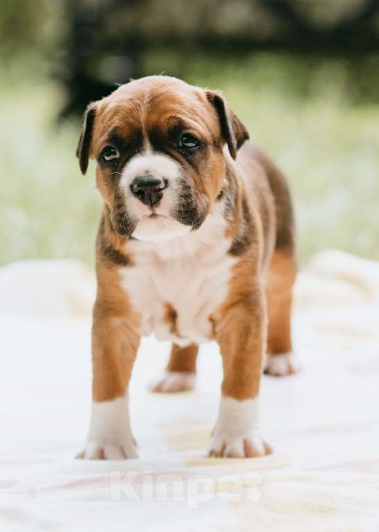 Собаки в Москве: Щенки Американского стаффордширского терьера Мальчик, Бесплатно - фото 3
