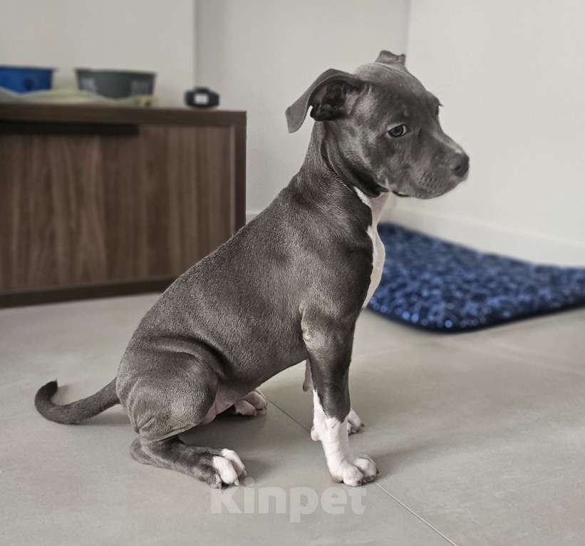 Собаки в Москве: Девочка АСТ Девочка, 120 000 руб. - фото 3