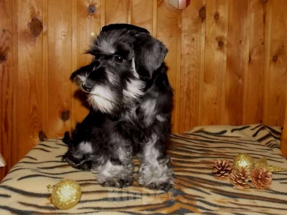 Собаки в Выборге: Щенок цвергшнауцера Девочка, Бесплатно - фото 3