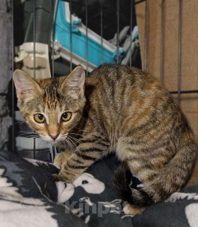 Кошки в Москве: Море позитива каждый день, котёнок в добрые руки  Девочка, Бесплатно - фото 2