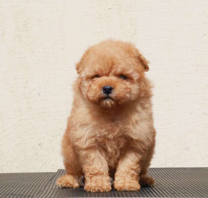 Собаки в Москве: мальтипу щенок мини девочка Девочка, 130 000 руб. - фото 4