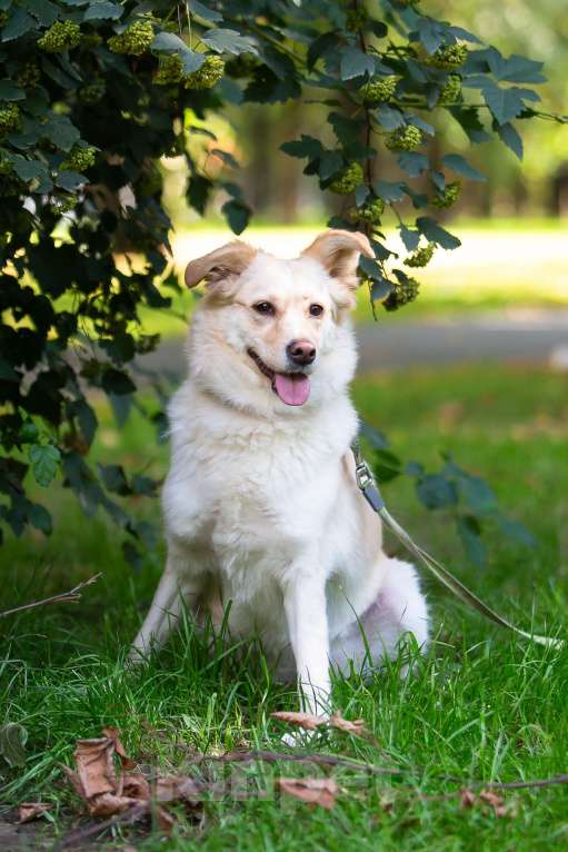 Собаки в Москве: Холли ищет дом Девочка, Бесплатно - фото 7