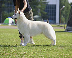 Собаки в Екатеринбурге: Щенок Белой Щвейцарской овчарки девочка К/Ш Девочка, 50 000 руб. - фото 5