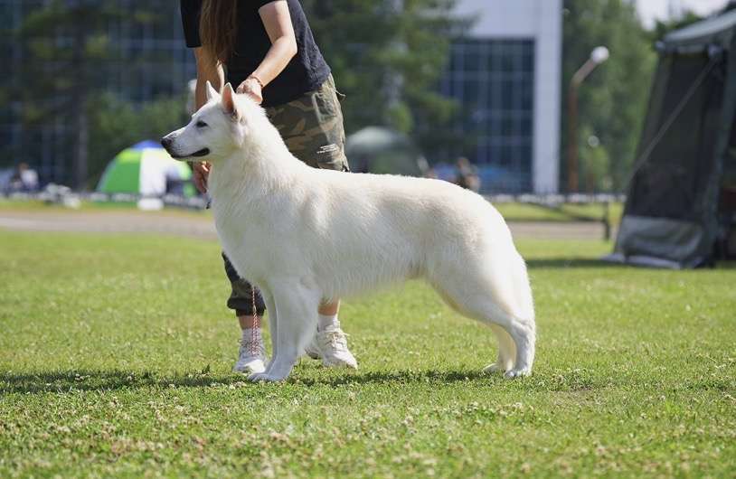 Собаки в Екатеринбурге: Щенок Белой Щвейцарской овчарки девочка К/Ш Девочка, 50 000 руб. - фото 5