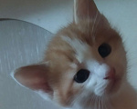 Кошки в Санкт-Петербурге: Котенок Турецкий Ван Мальчик, Бесплатно - фото 3