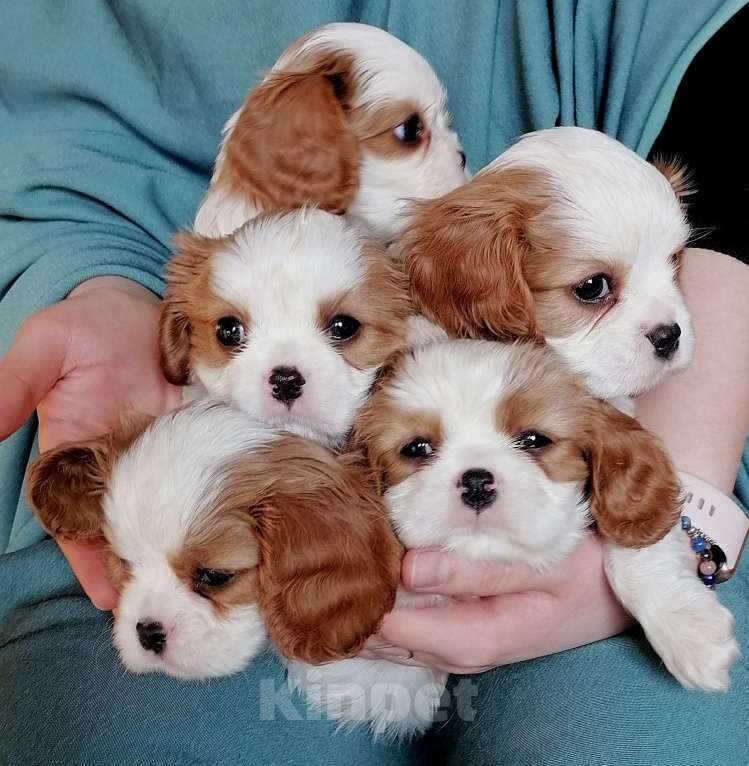 Собаки в Москве: Кавалер Кинг Чарльз мальчики 1,5 мес Мальчик, 80 руб. - фото 3