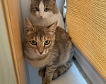 Кошки в Жуковском: Котенок из леса в поиске дома Девочка, Бесплатно - фото 4