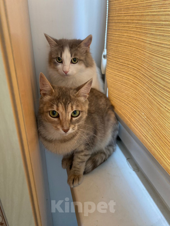 Кошки в Жуковском: Котенок из леса в поиске дома Девочка, Бесплатно - фото 4