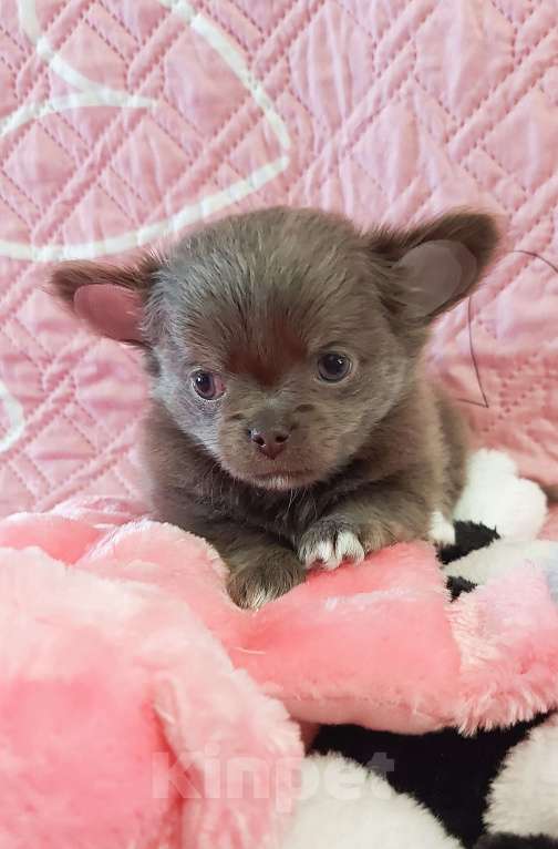 Собаки в Новосибирске: Девочка Чихуахуа Девочка, Бесплатно - фото 4