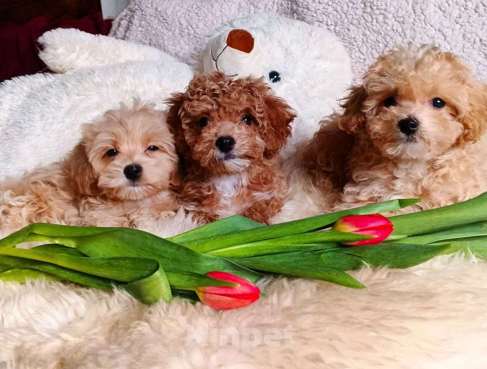 Собаки в Москве: Мальтипу мальчик Спрингл Мальчик, 100 000 руб. - фото 4