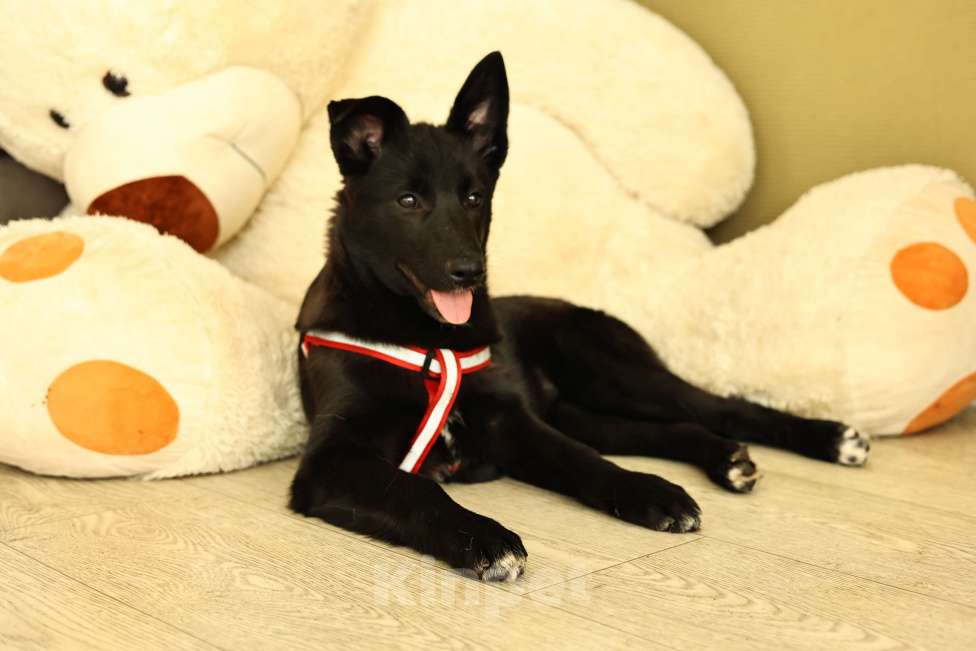 Собаки в Москве: Щенок в Москве бесплатно Девочка, Бесплатно - фото 7