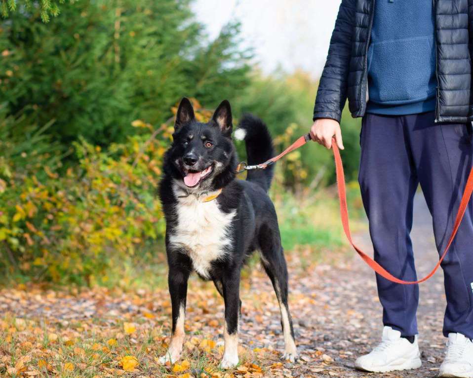 Собаки в Санкт-Петербурге: Роскошный молодой пёс Мальчик, Бесплатно - фото 2