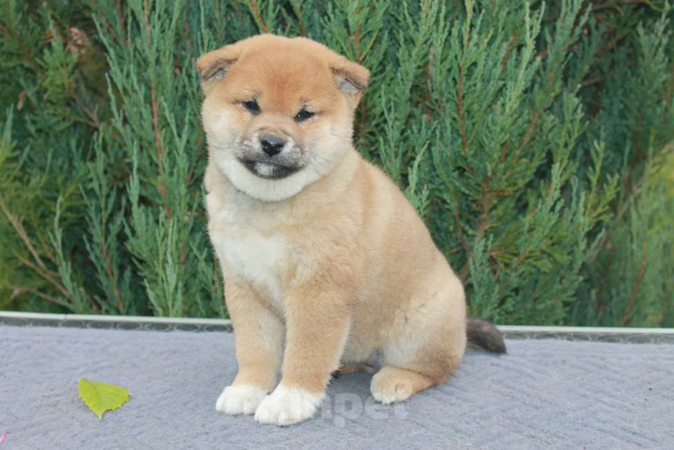 Собаки в Сергиеве Посаде: Сиба Ину девочка Девочка, 60 000 руб. - фото 6