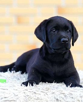 Черные и коричневые щенки Лабрадора