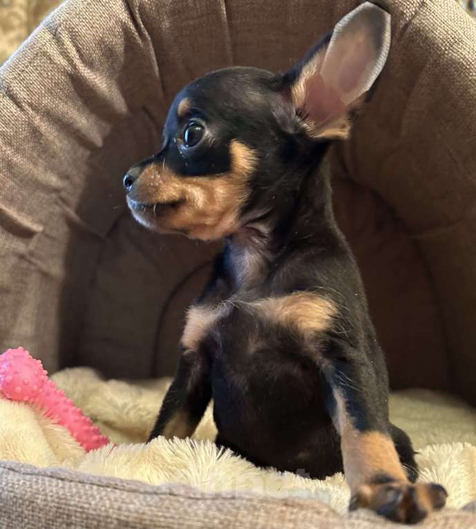 Собаки в Москве: Щенок русского той-терьера Мальчик, 45 000 руб. - фото 2