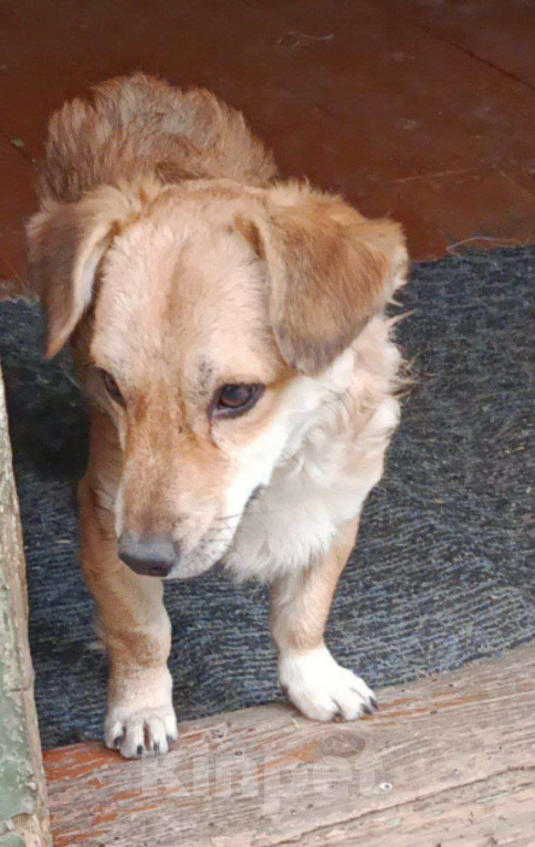 Собаки в Москве: Маленький пёсик ищет дом Мальчик, 100 руб. - фото 5