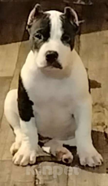 Собаки в Абинске: Мальчишка булли Мальчик, 60 000 руб. - фото 3