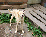Собаки в Москве: Зизи Девочка, Бесплатно - фото 3