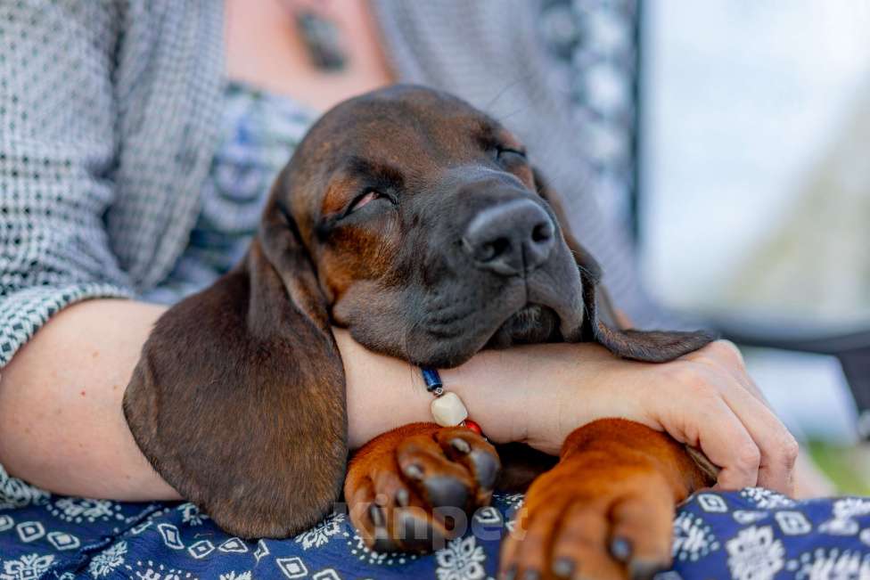 Собаки в Москве: Баварская горная гончая Мальчик, 100 000 руб. - фото 3