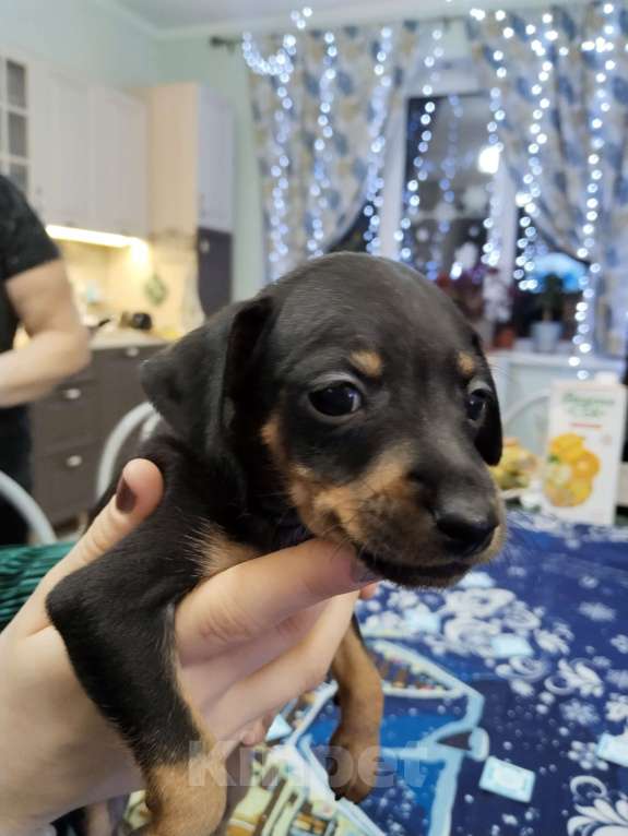Собаки в Батайске: Продаю цвергпинчера  Мальчик, 3 000 руб. - фото 1