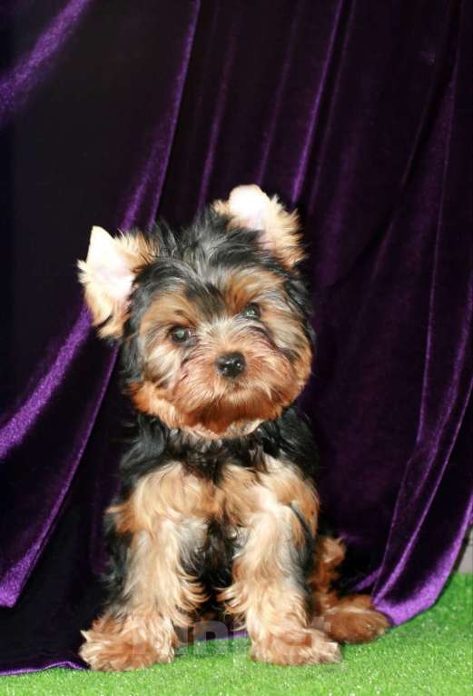 Собаки в Голицыно: Милый сердцеед  Мальчик, 35 000 руб. - фото 1