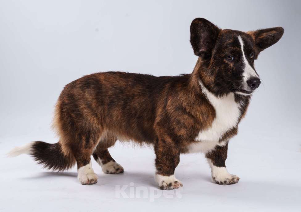 Собаки в Жуковском: Щенок без забот! Мальчик, 100 000 руб. - фото 2