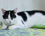 Кошки в Одинцово: Гоша котик очень хочет обрести семью Мальчик, Бесплатно - фото 1