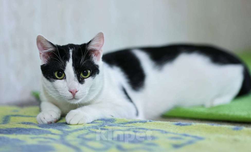 Кошки в Одинцово: Гоша котик очень хочет обрести семью Мальчик, Бесплатно - фото 1