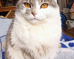 Кошки в Москве: Британская Кошка 8 мес. Стерелизованная. Оранжевые Глаза! В Дар! Девочка, 13 руб. - фото 1