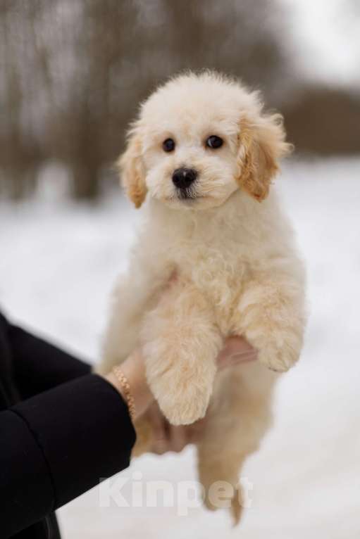 Собаки в Москве: мальтипу Мальчик, 80 000 руб. - фото 1
