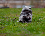Собаки в Солнечногорске: Померанский шпиц , мрамор Мальчик, 40 000 руб. - фото 4