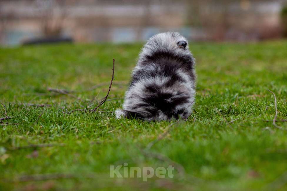Собаки в Солнечногорске: Померанский шпиц , мрамор Мальчик, 40 000 руб. - фото 4