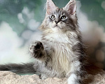 Кошки в Санкт-Петербурге: Кошечка мейн кун серебряная Девочка, 30 000 руб. - фото 4