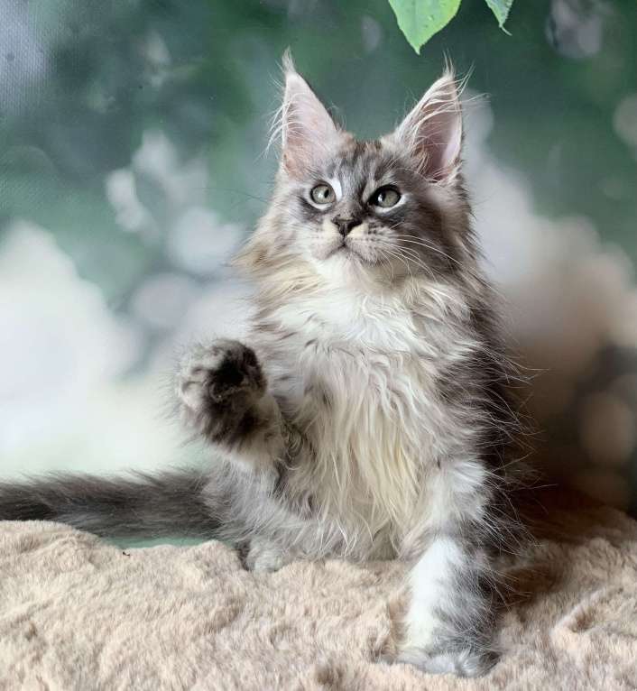 Кошки в Санкт-Петербурге: Кошечка мейн кун серебряная Девочка, 30 000 руб. - фото 4