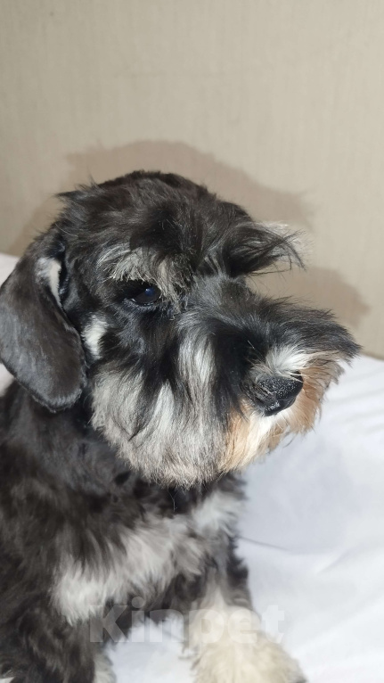 Собаки в Нижнем Новгороде: Цвергшнауцер Мальчик, 55 000 руб. - фото 5