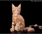 Кошки в Нытве: Мейн кун котята, 25 000 руб. - фото 4