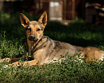 Собаки в Новосибирске: Лана - маленький олененок ищет семью Девочка, 1 руб. - фото 3