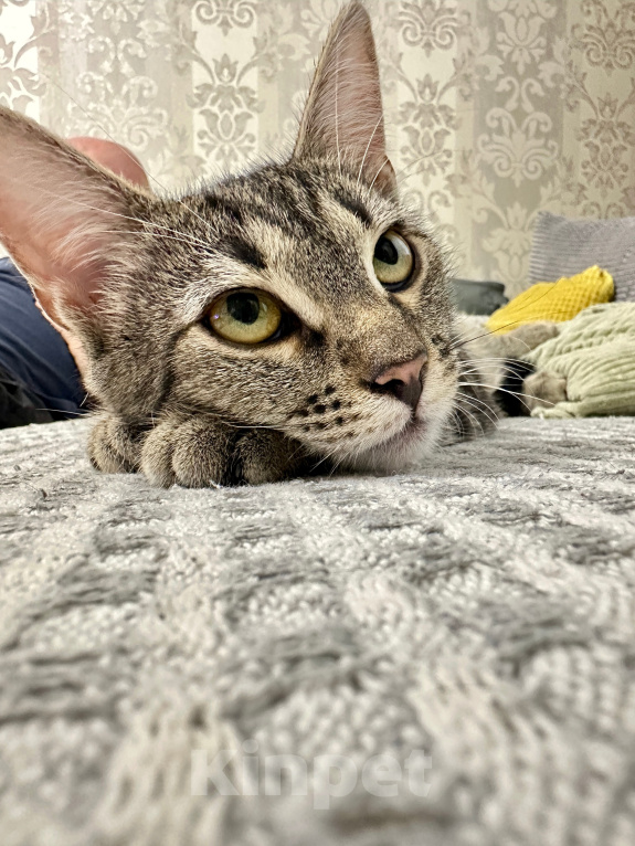 Кошки в Санкт-Петербурге: Котенок в добрые руки Девочка, Бесплатно - фото 6