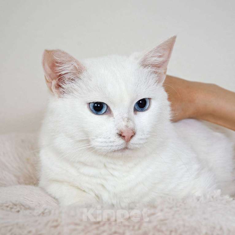 Кошки в Москве: Кошечка Зефирка ищет дом Девочка, 33 руб. - фото 2