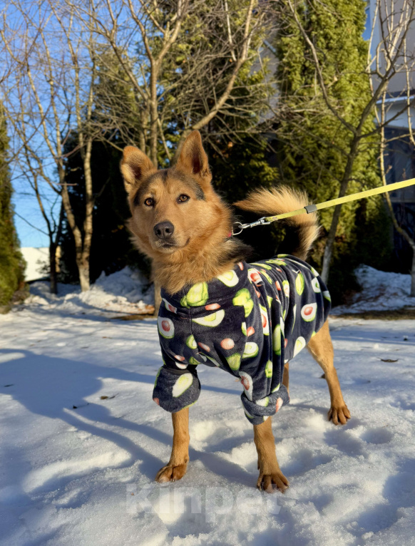 Собаки в других городах Московской области: Рыжий пес Хенк ищет дом! Мальчик, Бесплатно - фото 7