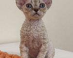 Кошки в Лобне: Мальчик девон рекс Мальчик, 80 000 руб. - фото 6