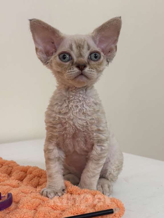 Кошки в Лобне: Мальчик девон рекс Мальчик, 80 000 руб. - фото 6
