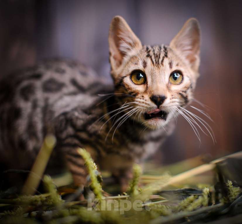 Кошки в Москве: Бенгальский котенок золото Мальчик, Бесплатно - фото 5