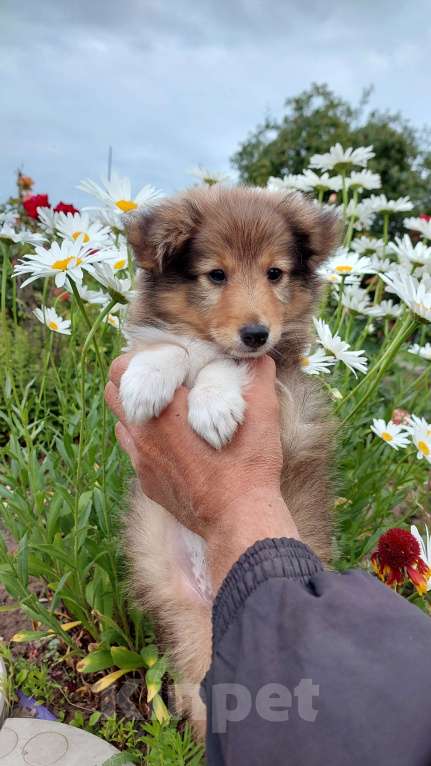 Собаки в Белгороде: Щенок шелти мальчик  Мальчик, Бесплатно - фото 4