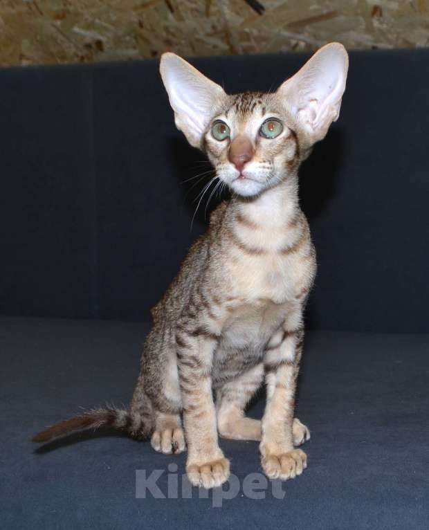 Кошки в Глазове: Хаммер Мальчик, 35 000 руб. - фото 3