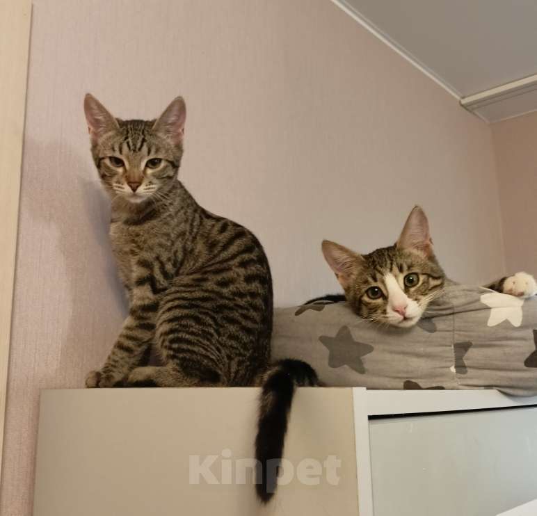 Кошки в Москве: Девочка-подросток Девочка, Бесплатно - фото 2