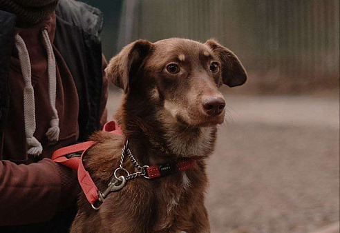 Боб - преданная душа, ищущая своего человека