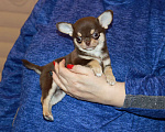 Собаки в Москве: Шоколадная чихуахуа Девочка, 150 000 руб. - фото 6
